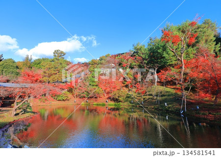 【京都府】快晴の高台寺の臥龍池と紅葉 【京都府】快晴の高台寺の臥龍池と紅葉 134581541