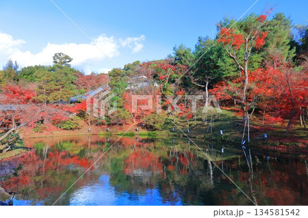 【京都府】快晴の高台寺の臥龍池と紅葉 【京都府】快晴の高台寺の臥龍池と紅葉 134581542