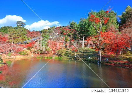 【京都府】快晴の高台寺の臥龍池と紅葉 134581546