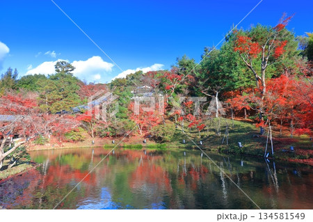 【京都府】快晴の高台寺の臥龍池と紅葉 134581549