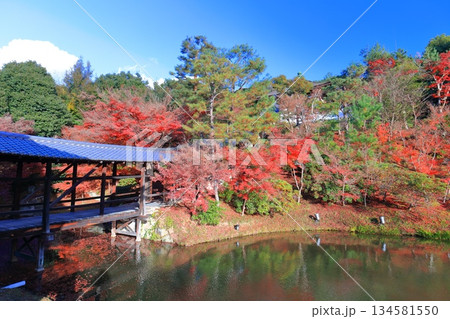 【京都府】快晴の高台寺の臥龍池と紅葉 【京都府】快晴の高台寺の臥龍池と紅葉 134581550