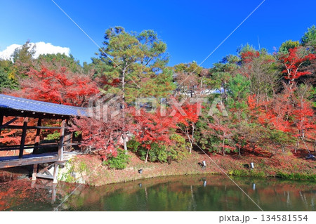 【京都府】快晴の高台寺の臥龍池と紅葉 【京都府】快晴の高台寺の臥龍池と紅葉 134581554