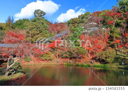 【京都府】快晴の高台寺の臥龍池と紅葉 【京都府】快晴の高台寺の臥龍池と紅葉 134581555