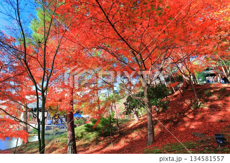 【京都府】快晴の高台寺の紅葉 【京都府】快晴の高台寺の紅葉 134581557