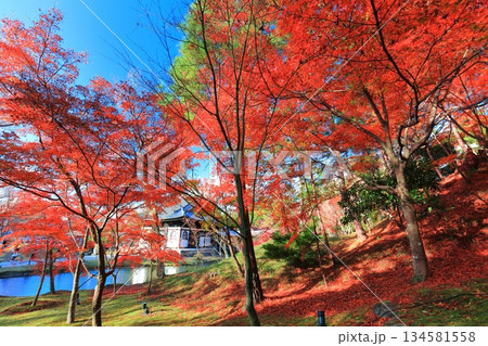 【京都府】快晴の高台寺の紅葉 【京都府】快晴の高台寺の紅葉 134581558