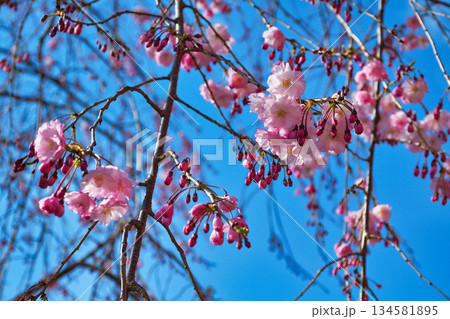 京都 伏見稲荷大社　美しい桜（京都府京都市伏見区） 134581895