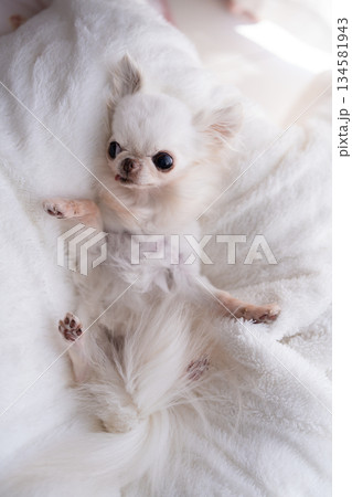 仰向けになっているチワワ 134581943