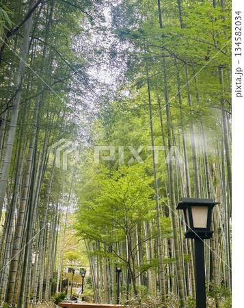 竹林の小径を歩く 134582034