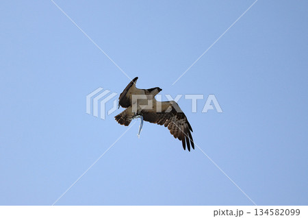 サヨリを捕獲して飛んでいくミサゴ 134582099