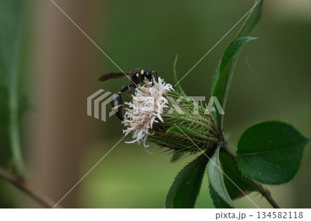 オケラの花に止まるトックリバチ 134582118