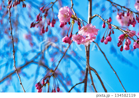 京都 伏見稲荷大社 美しい桜(京都府京都市伏見区) 京都 伏見稲荷大社 美しい桜(京都府京都市伏見区) 134582119