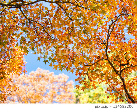 美しい紅葉 134582200