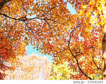 美しい紅葉 美しい紅葉 134582201