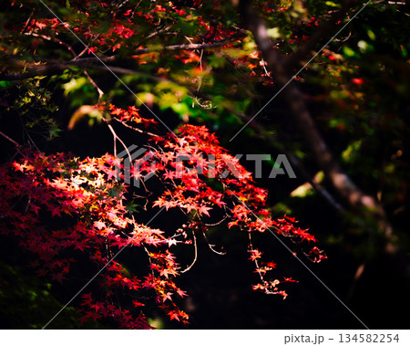 美しい紅葉 美しい紅葉 134582254