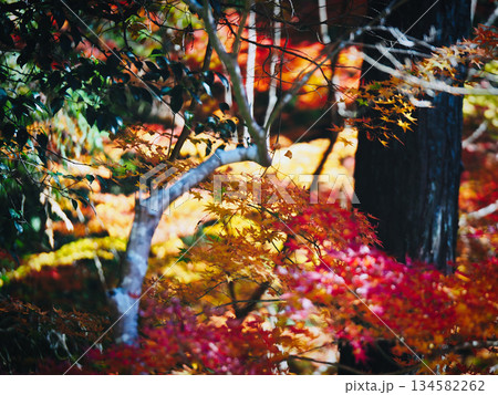 美しい紅葉 134582262