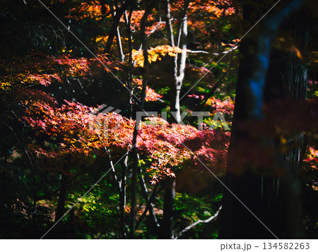美しい紅葉 134582263