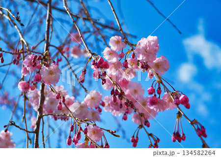 京都 伏見稲荷大社　美しい桜（京都府京都市伏見区） 134582264