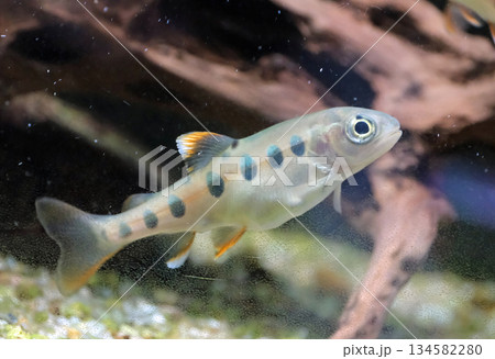 ヤマメの幼魚 134582280