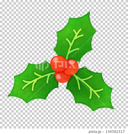 手描きかわいい柊のイラスト 手描きかわいい柊のイラスト 134582317