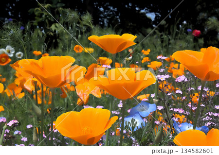 鮮やかなオレンジ色のポピーが咲く春の花畑 134582601