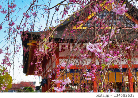 京都 伏見稲荷大社 美しい桜(京都府京都市伏見区) 京都 伏見稲荷大社 美しい桜(京都府京都市伏見区) 134582635
