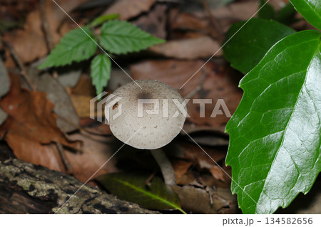 雑木林の土壌に青葉と地味な色合いのハイイロイタチタケキノコ（自然下菌・キノコ類マクロ撮影） 134582656