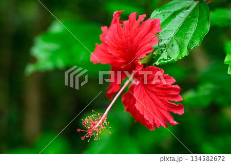 ハイビスカスの花 南国の風景 由布島 ハイビスカスの花 南国の風景 由布島 134582672