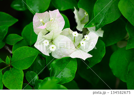 ブーゲンビリアの白い花 134582675