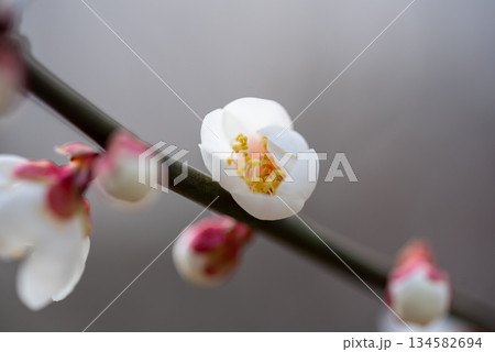 三重県 四日市市 南部丘陵公園の梅の花 三重県 四日市市 南部丘陵公園の梅の花 134582694