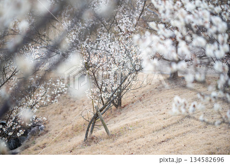 三重県 四日市市 南部丘陵公園の梅の花 三重県 四日市市 南部丘陵公園の梅の花 134582696