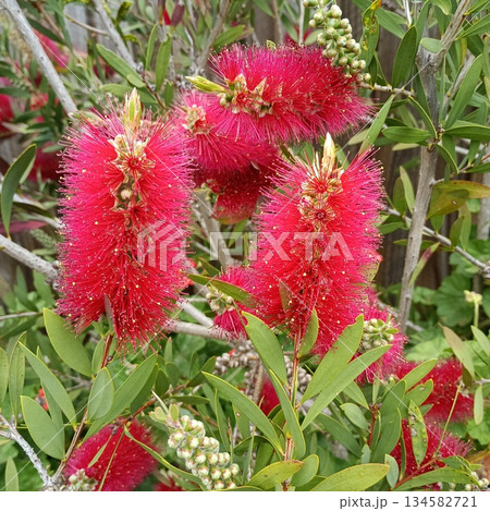 朱色の花 朱色の花 134582721