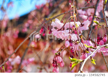 京都 伏見稲荷大社　美しい桜（京都府京都市伏見区） 134582745