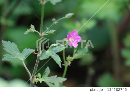 ゲンノショウコの花 134582746