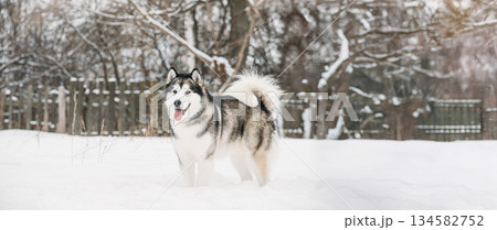 Alaskan Malamute Playing Outdoor In Snow, Winter Season. Playful Pets Outdoors Alaskan Malamute Playing Outdoor In Snow, Winter Season. Playful Pets Outdoors 134582752