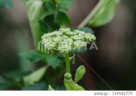 アシタバの花 134582775