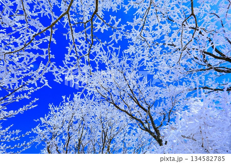 霧氷と青空（冬イメージ・背景素材） 134582785