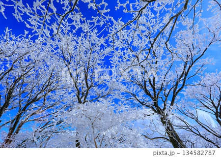 霧氷と青空(冬イメージ・背景素材) 霧氷と青空(冬イメージ・背景素材) 134582787