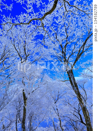 霧氷と青空（冬イメージ・背景素材・縦構図） 134582789