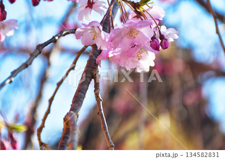 京都 伏見稲荷大社 美しい桜(京都府京都市伏見区) 京都 伏見稲荷大社 美しい桜(京都府京都市伏見区) 134582831