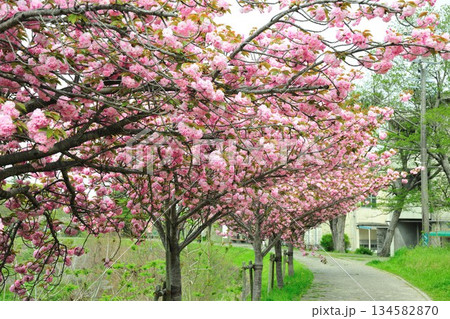 明徳寺川の桜並木 明徳寺川の桜並木 134582870