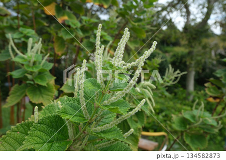 ラセイタソウの花 ラセイタソウの花 134582873