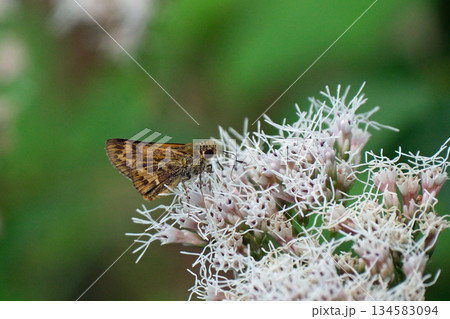 フジバカマの蜜を吸うキマダラセセリ 134583094