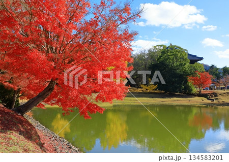 奈良公園　東大寺境内　紅葉と大仏池 134583201