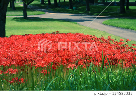 真っ赤に色づく彼岸花 真っ赤に色づく彼岸花 134583333