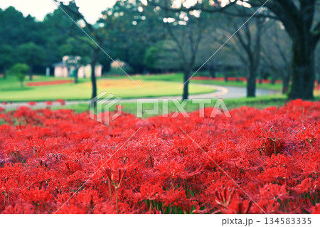 吉野公園と美しい彼岸花の景色 吉野公園と美しい彼岸花の景色 134583335