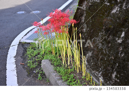 道路沿いに咲く彼岸花 134583338