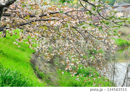 明徳寺川の桜並木 明徳寺川の桜並木 134583553