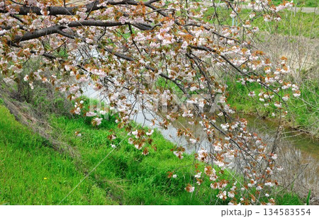 明徳寺川の桜並木 134583554