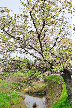 明徳寺川の桜並木 明徳寺川の桜並木 134583556