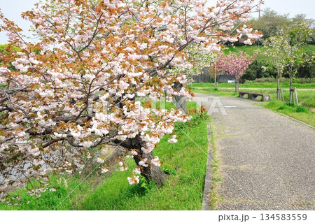 明徳寺川の桜並木 134583559